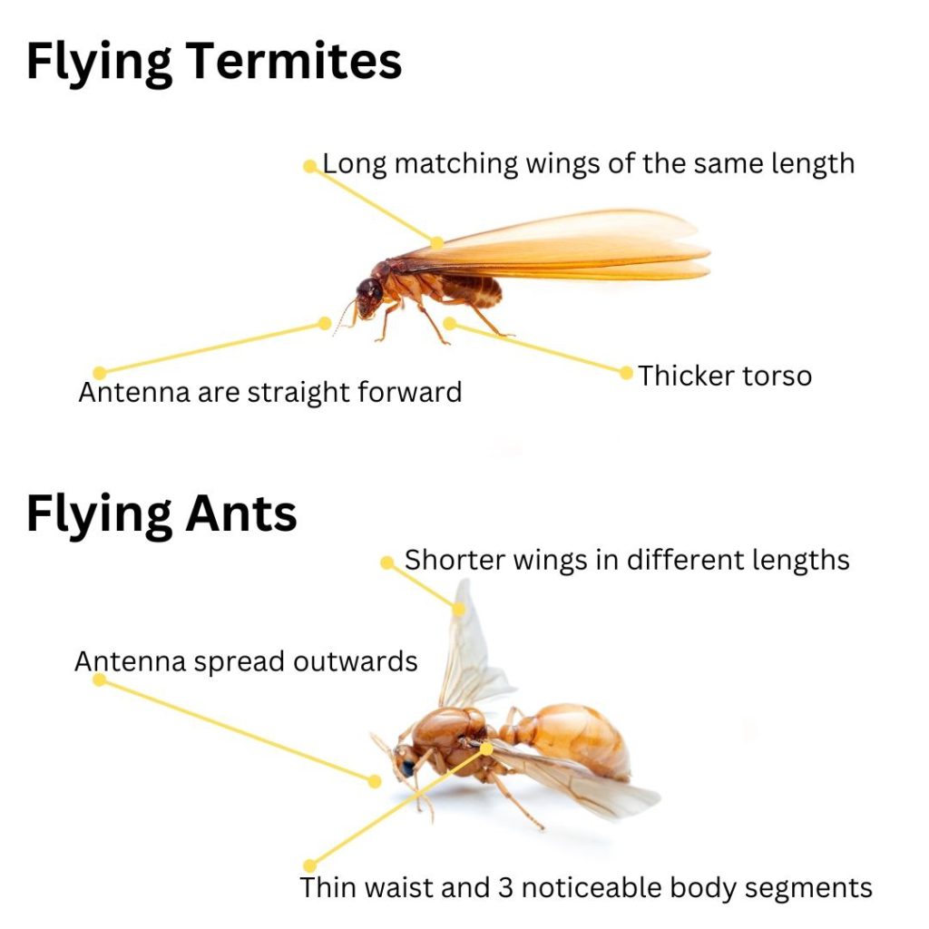 Flying Termites: Importance and How to Deal with Them