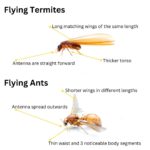 Flying Termites: Importance and How to Deal with Them