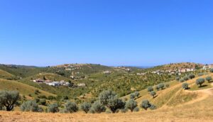 Olive Route: Discover Alentejo’s Olive Heritage in Portugal