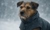 Weather-Resistant Gear for Pets: Top Essentials to Consider