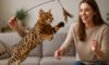 Bengal Cat Exercise Needs for Optimal Health: Essential Tips