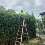 Hedging Plants: Low-Maintenance Options for Newcastle Gardens
