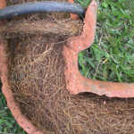 Tree Roots in Drains: Addressing the Sutherland Shire Challenge