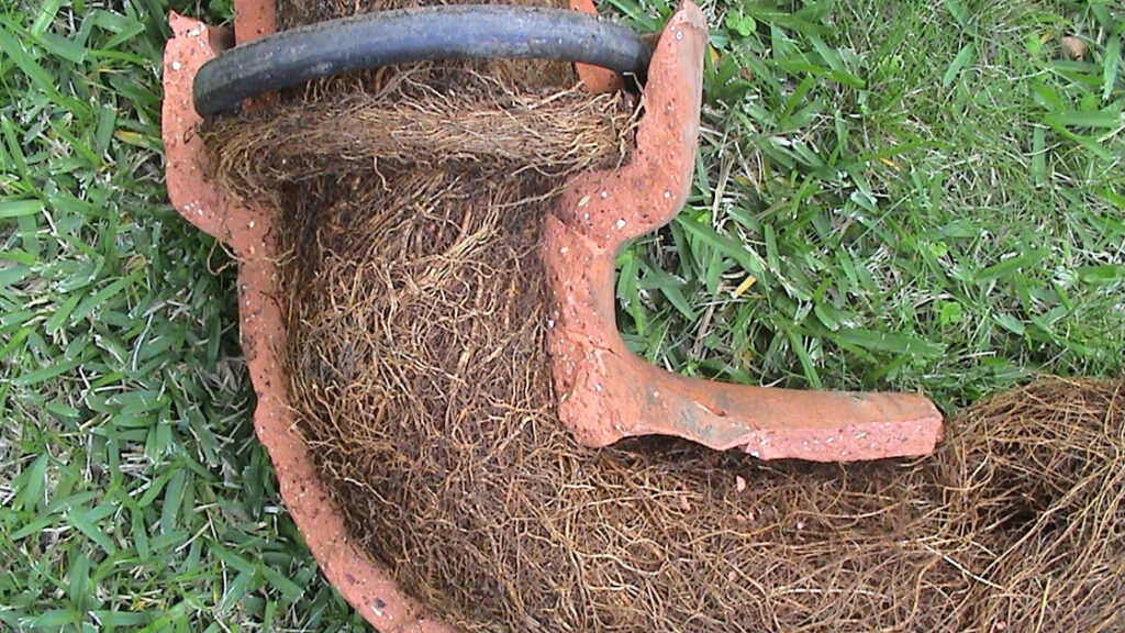 Tree Roots in Drains: Addressing the Sutherland Shire Challenge