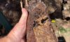 Clay Soil’s Impact on Caboolture Pipe Integrity Uncovered