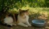 Heatstroke Prevention for Cats: Summer Safety Tips