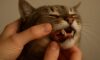 Teeth Brushing Kits for Cats: Key Oral Care Advice