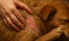 Flea Control for Pets: Top Tips for Autumn Protection