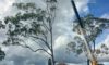 Crane-Assisted Tree Removal: Edgeworth Case Study Insights