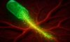Clean Energy Supplements: Boost Your Energy Smartly
