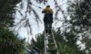 Electrical Defect Notice Response for the Mid North Coast